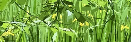 Yellow iris